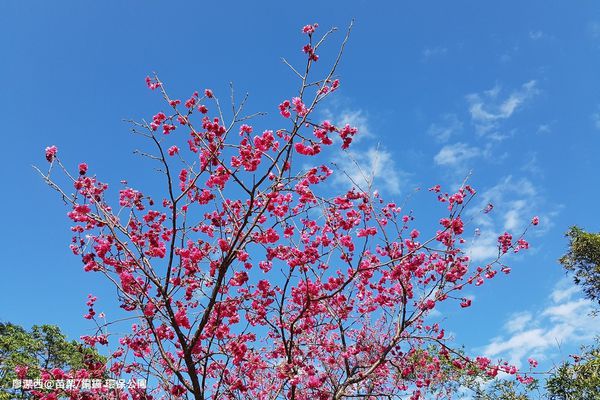 【苗栗/銅鑼】環保公園