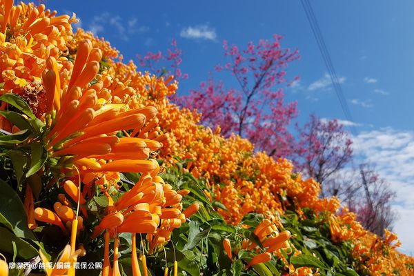 【苗栗/銅鑼】環保公園