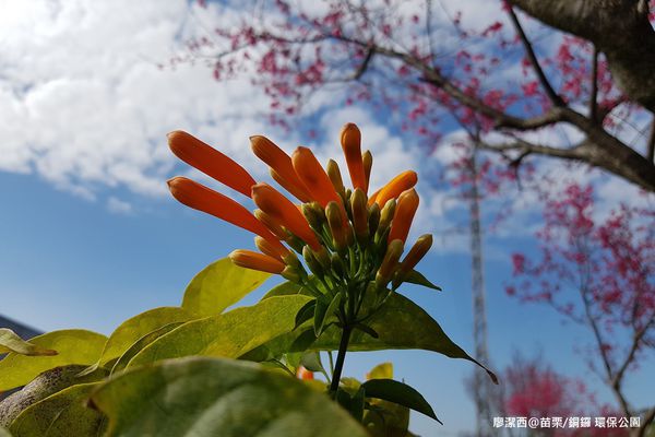 【苗栗/銅鑼】環保公園