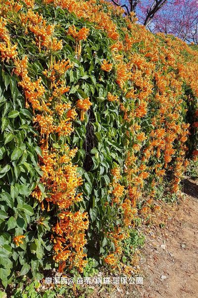 【苗栗/銅鑼】環保公園