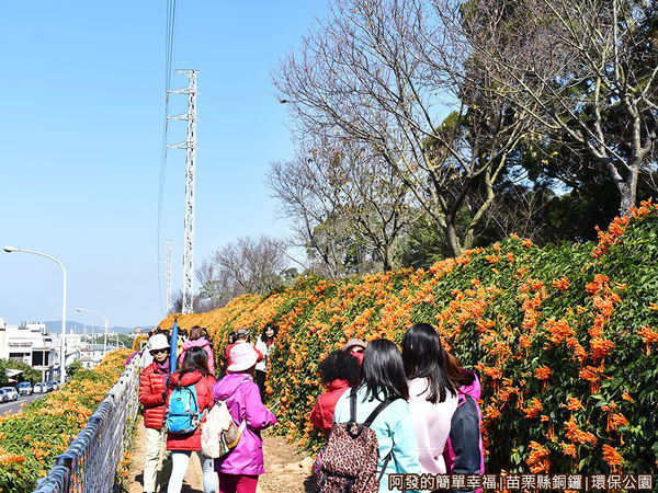 銅鑼環保公園11-炮仗花步道.JPG