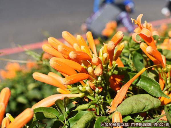 銅鑼環保公園17-炮仗花側寫.JPG