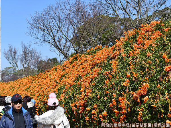 銅鑼環保公園12-綿延約2~3百公尺的炮仗花牆.JPG