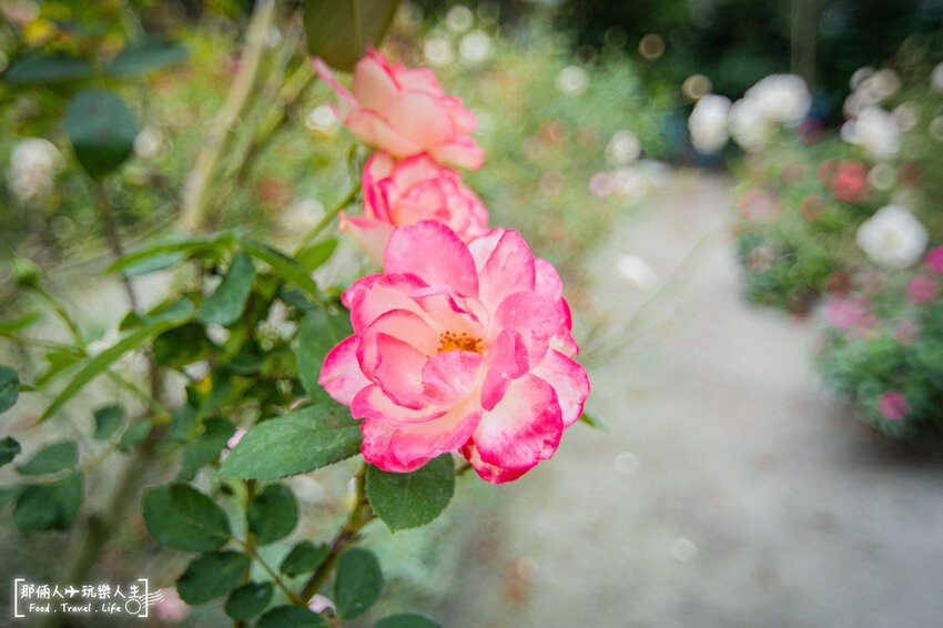 都不知道田尾藏了一家這麼漂亮的景觀餐廳，而且只開週末兩天~