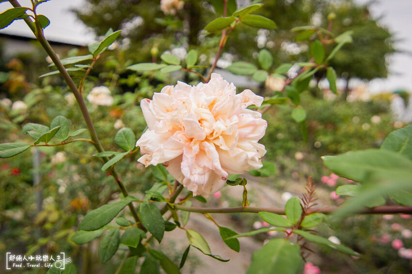 都不知道田尾藏了一家這麼漂亮的景觀餐廳，而且只開週末兩天~