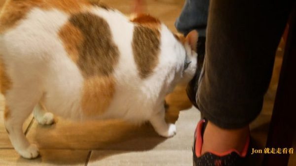 籽田野菜屋：【籽田野菜屋】貓店長坐檯，日式食堂裡的蔬食料理(菜單)