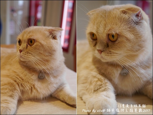 貓爸-31.jpg