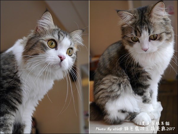 貓爸-29.jpg