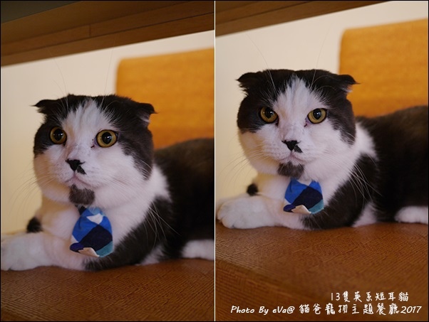 貓爸-35.jpg