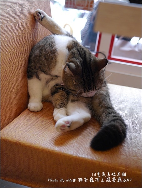 貓爸-34.jpg