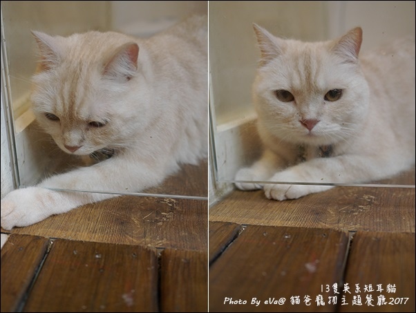 貓爸-40.jpg