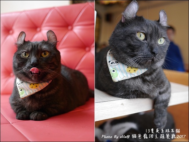 貓爸-27.jpg
