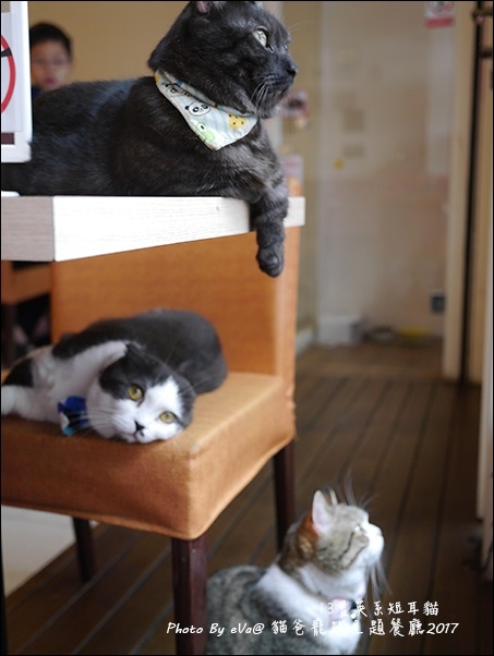 貓爸-37.jpg