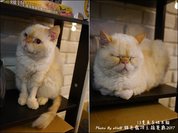 貓爸-43.jpg