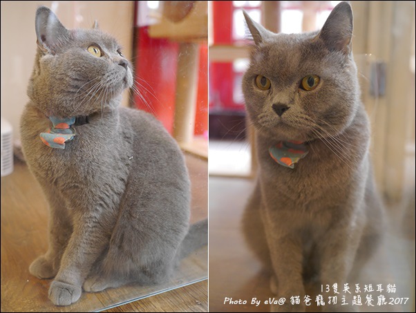 貓爸-41.jpg