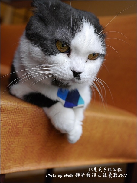 貓爸-36.jpg