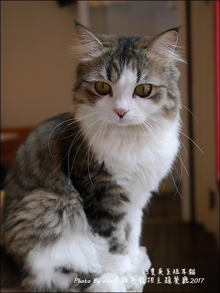 貓爸-45.jpg