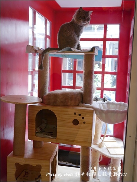貓爸-44.jpg