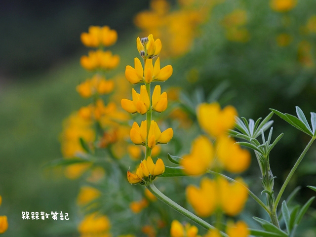 樟樹步道繽紛花季貓空閃閃淚光魯冰花