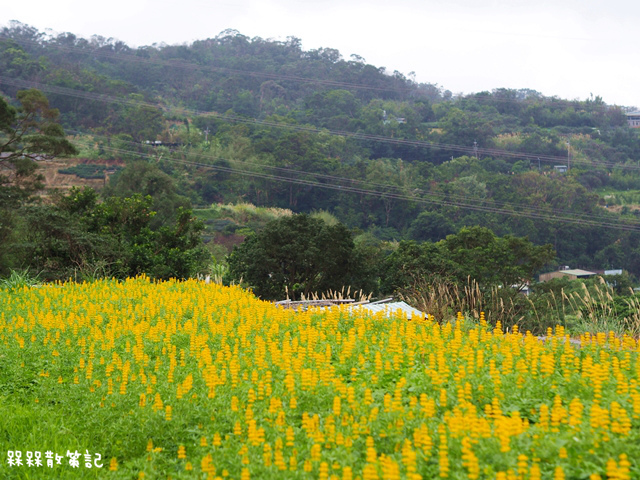 樟樹步道繽紛花季貓空閃閃淚光魯冰花