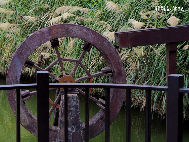 樟樹步道繽紛花季貓空閃閃淚光魯冰花