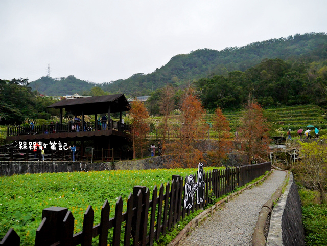 樟樹步道繽紛花季貓空閃閃淚光魯冰花
