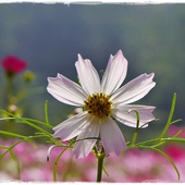 木柵樟樹步道波斯菊花海