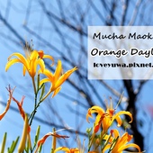 慈音山莊賞金針花