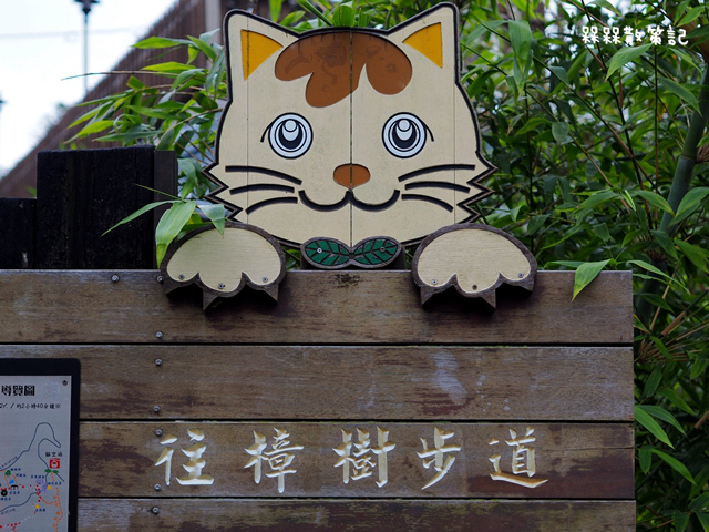 樟樹步道繽紛花季貓空閃閃淚光魯冰花