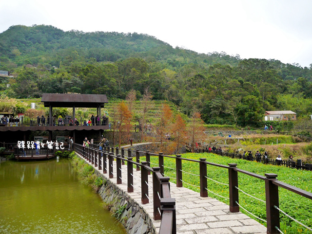 樟樹步道繽紛花季貓空閃閃淚光魯冰花