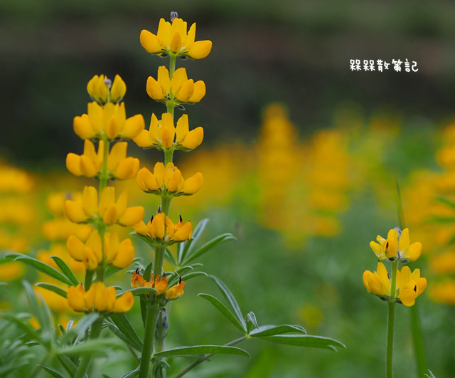 樟樹步道繽紛花季貓空閃閃淚光魯冰花