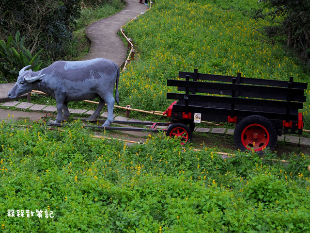 樟樹步道繽紛花季貓空閃閃淚光魯冰花