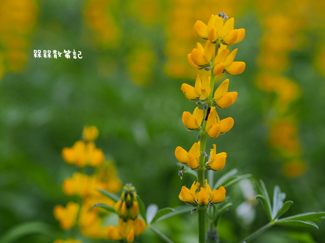 樟樹步道繽紛花季貓空閃閃淚光魯冰花