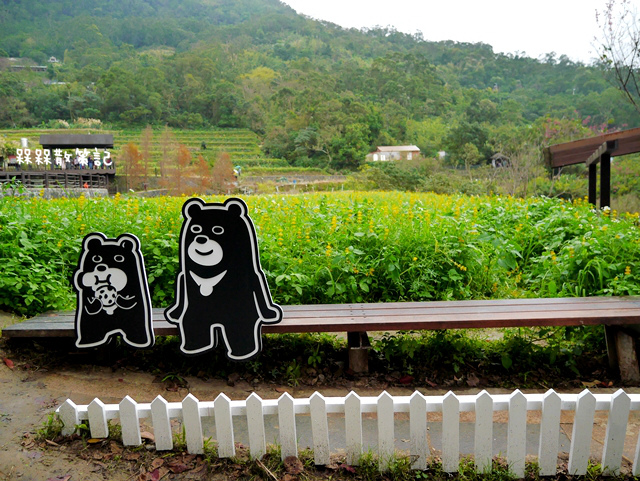 樟樹步道繽紛花季貓空閃閃淚光魯冰花