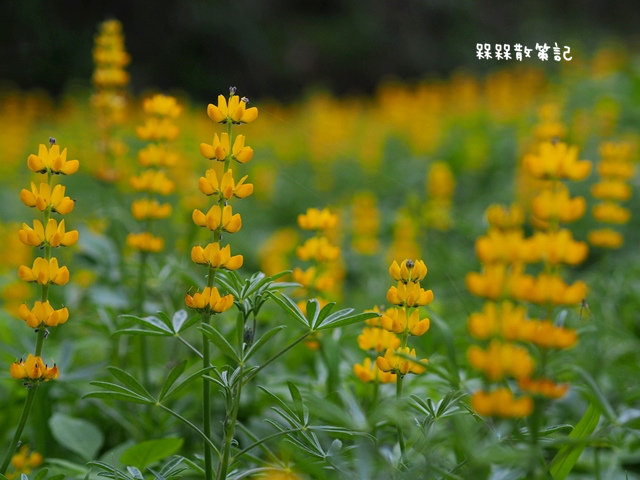樟樹步道繽紛花季貓空閃閃淚光魯冰花