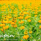 貓空樟樹步道賞魯冰花