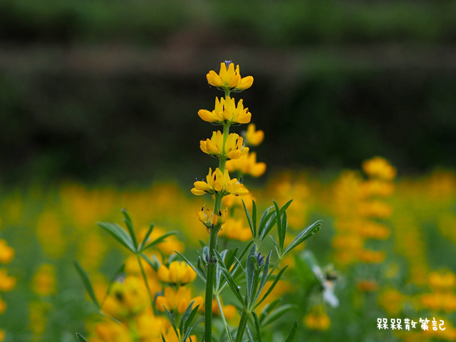 樟樹步道繽紛花季貓空閃閃淚光魯冰花