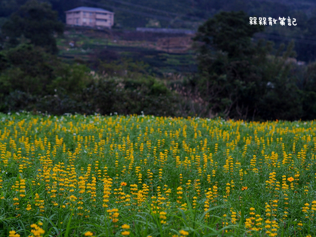 樟樹步道繽紛花季貓空閃閃淚光魯冰花