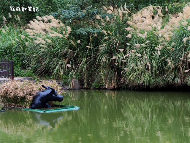 樟樹步道繽紛花季貓空閃閃淚光魯冰花