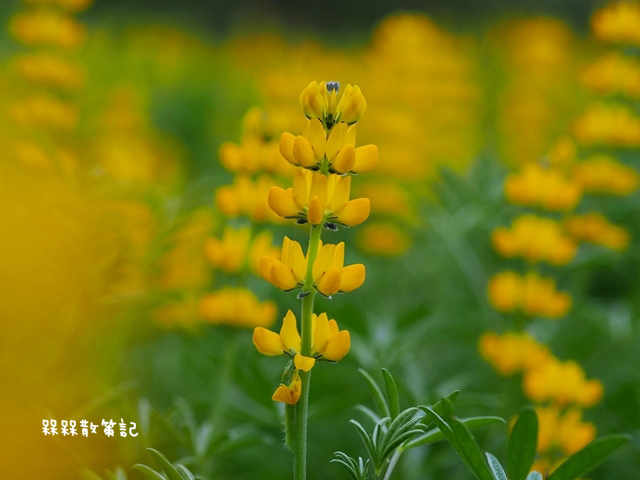 樟樹步道繽紛花季貓空閃閃淚光魯冰花