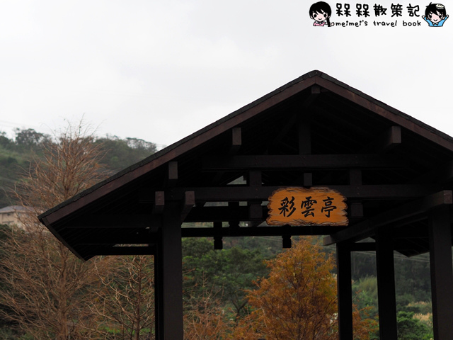 樟樹步道繽紛花季貓空閃閃淚光魯冰花