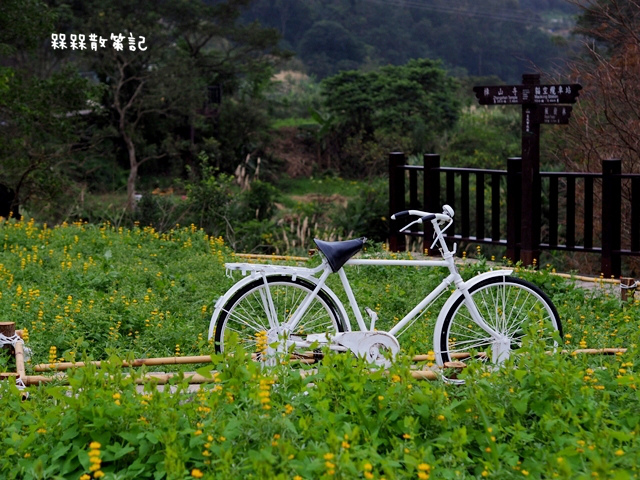 樟樹步道繽紛花季貓空閃閃淚光魯冰花
