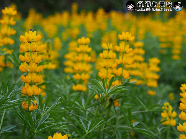 樟樹步道繽紛花季貓空閃閃淚光魯冰花