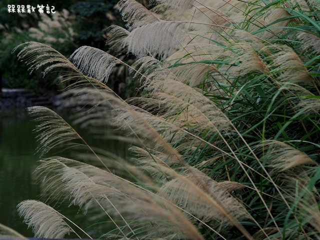 樟樹步道繽紛花季貓空閃閃淚光魯冰花