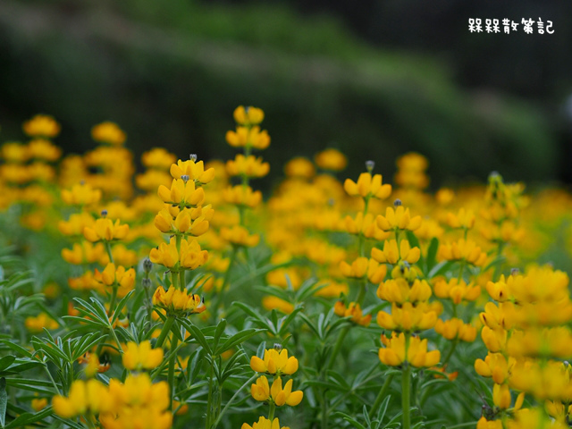 樟樹步道繽紛花季貓空閃閃淚光魯冰花