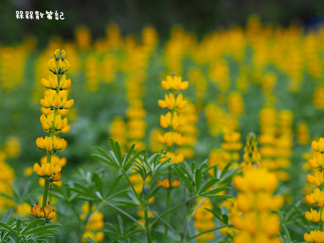 樟樹步道繽紛花季貓空閃閃淚光魯冰花