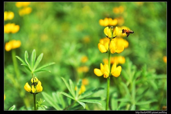 20150402貓空樟樹步道17