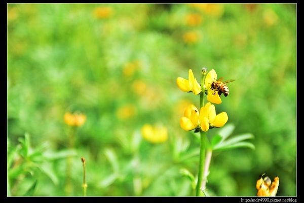 20150402貓空樟樹步道18