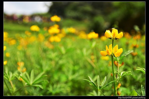 20150402貓空樟樹步道26