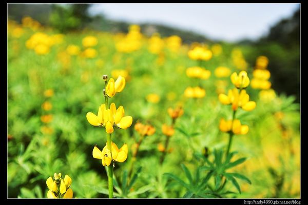 20150402貓空樟樹步道15